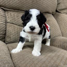 Gwen - Parti female Miniature Schnauzer puppy in Plaucheville, Louisiana from Honey Doux Southern Paws