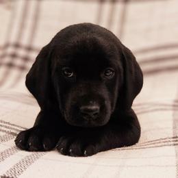 Purple Collar - Black female Labrador Retriever puppy in Coarsegold, California from Sierra Hills Retrievers