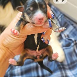 Black Tri Female - Black tri female Miniature American Shepherd puppy in Tonopah, Arizona from King's Miniature American Shepherds