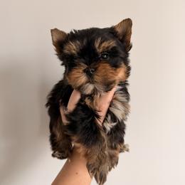 Kovu - Black and tan male Yorkshire Terrier puppy in Georgia from Nalley Kennels