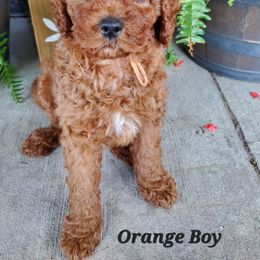 ORANGE BOY - Red male Cavapoo puppy in Wisconsin from Catch A Cavapoo