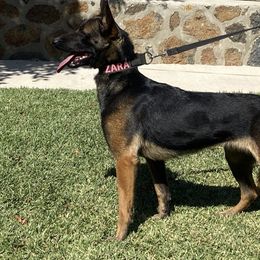 Zara - Dutch Shepherd