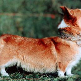 Cardigan Welsh Corgis and Pembroke Welsh Corgis from Bell S Ranch