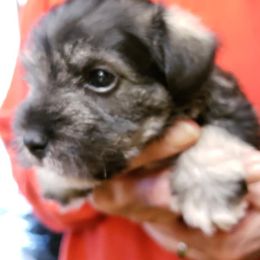 Miniature Schnauzers from Purty Tweet Pups