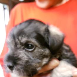 Miniature Schnauzers from Purty Tweet Pups