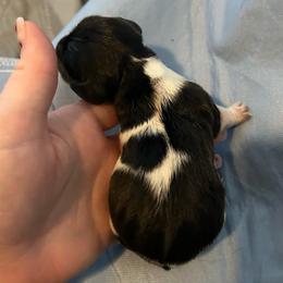 Oscar - Black and tan male Dachshund puppy in Park Hills, Missouri from Ozark Miniature Dachshunds