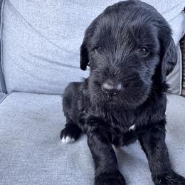 Goldendoodle Puppies from H&H Goldendoodles of Braselton