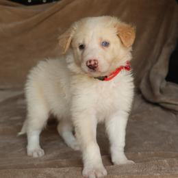 Hiccup - Gold male Border Collie puppy in Courtland, Alabama from C Bar C Ranch Border Collies