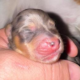 Ricky - Dapple male Dachshund puppy in Copperas Cove, Texas from Creme de la Creme Dachshunds