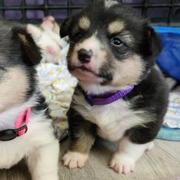 Pembroke Welsh Corgis from Blackberry Hill Corgis