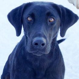 Labrador Retriever adult dog