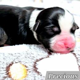 Precious - Black tri female Miniature Australian Shepherd puppy in Punta Gorda, Florida from Christie's Creekside Aussies