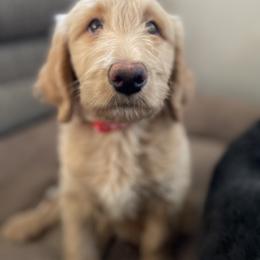 Labradoodle Puppies from CC Labradoodles