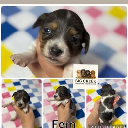 Fern - Piebald female Dachshund puppy in Durant, Oklahoma from Big Creek Mini Dachshund