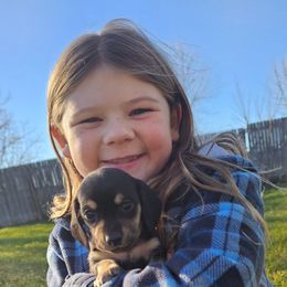 Blueberry - Black and cream male Dachshund puppy in Elk River, Minnesota from Darling Doxies