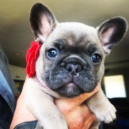 French Bulldog Puppies from Frenchies Of Central Oregon