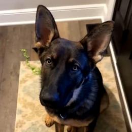 Trained Yearling - Felix - Sable male German Shepherd puppy in Augusta, West Virginia from Cricket Hollow Canines