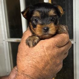 Nova - Chocolate, tan and white female Yorkshire Terrier puppy in Kingston, Oklahoma from Lake Life