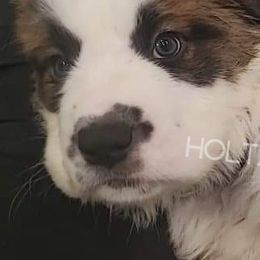 Saint Bernards from Holtz Family Saints