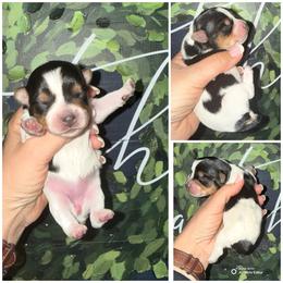 Daisy Mae - Parti female Yorkshire Terrier puppy in Cleveland, Tennessee from Moody’s Morkies and More