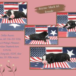 Reyna - Black tri female Miniature Australian Shepherd puppy in Asheboro, North Carolina from Stellar Aussies