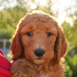 Lucy - Red  female Goldendoodle puppy in Apache Junction, Arizona from Loving Doodle