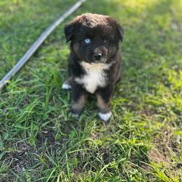 Belle - Black tri female Miniature Australian Shepherd puppy in Doddridge, Arkansas from Huddleston Farm