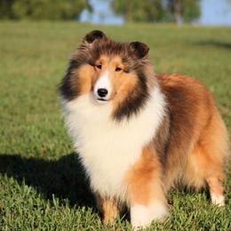 Melody - Shetland Sheepdog