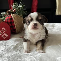 Chihuahua Puppies from Sunset Eves Chihuahuas