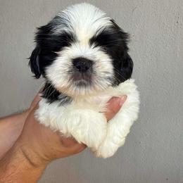 Luna - Black and white female Shih Tzu puppy in Azusa, California from RJ Shih Tzu lover