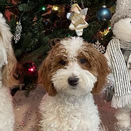 Goldendoodles from Dee’s Adorable Doodles