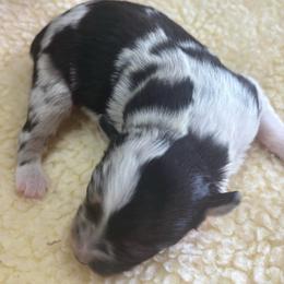 Roxie - Blue merle female Miniature Australian Shepherd puppy in Geary, Oklahoma from Helm Farms Aussies