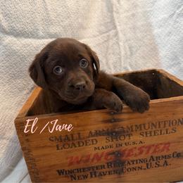 El . Jane - Chocolate female Labrador Retriever puppy in Farmington, Missouri from Granite Creek Kennel