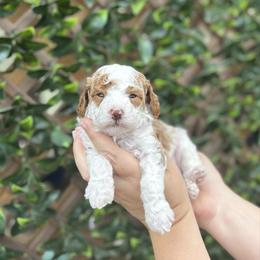 Boy 1 - Parti male Poodle puppy in Wharton, Texas from In the Red Poodles