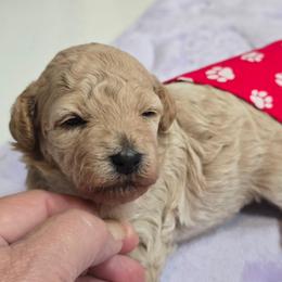 Boy 1 - Cream male Maltipoo puppy in Nokomis, Florida from Sunset Farm Florida