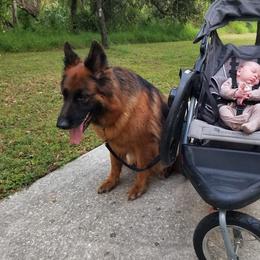 Ember Von Haus Der Sicherheit - Black and red female German Shepherd puppy in Springport, Indiana from Seaside Shepherds