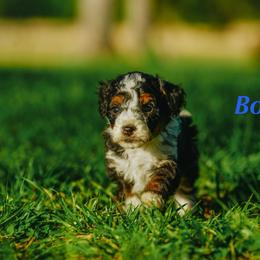 Bo - Tri-color male Bernedoodle puppy in Stuart, Oklahoma from G Ridge Kennels