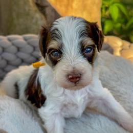 Lucky Charms - Brown and white male Bernedoodle puppy in Rose Hill, North Carolina from Red Door Canines
