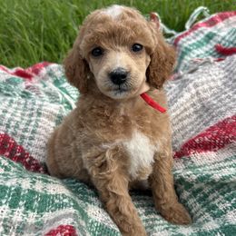 Candy cane - Red  Poodle puppy in Arroyo Grande, California from Ever So Clever Poodles