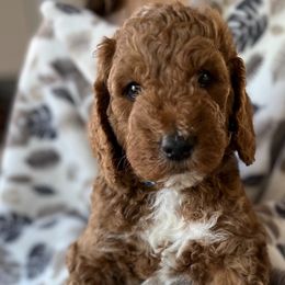 Boy 2 - Goldendoodle puppy in Christiana, Tennessee from Rechlicz Family Doodles