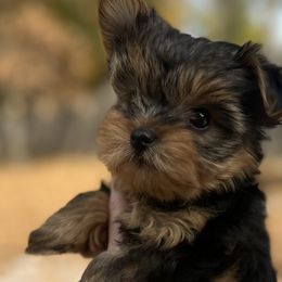 Yorkshire Terriers from Pawsh Pups