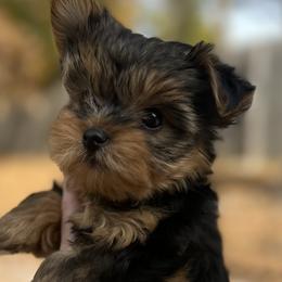 Yorkshire Terriers from Pawsh Pups