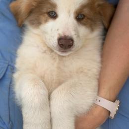 Branimir - Tri-color male Karakachan puppy in Hogansville, Georgia from Goshen Highlands