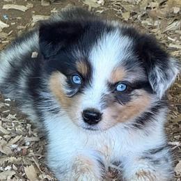 Buzz - Blue merle male Miniature Australian Shepherd puppy in Patterson, North Carolina from DreamLine Aussies