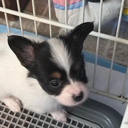 Female Puppy 1 - White black and tan female Papillon puppy in Kenly, North Carolina from Otto’s Papillons