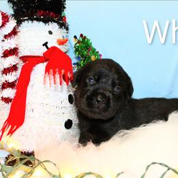 White - Black female Labrador Retriever puppy in Parma, Idaho from Campbell Valley Labradors