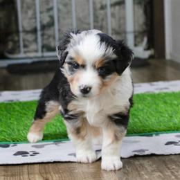 Nellie - Blue merle female Miniature Australian Shepherd puppy in Fort Smith, Arkansas from Rye Hill Aussies