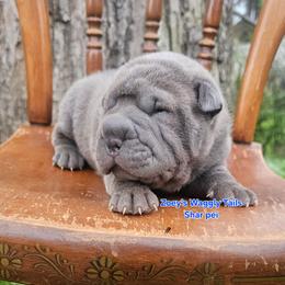 Sheldon - Blue male Chinese Shar-Pei puppy in Minden, Louisiana from Zoey's Waggly Tails