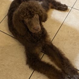 Horus - Phantom male Poodle puppy in Ocala, Florida from Bernedoodles of Florida