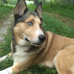 Sporty Mixes from Cherniak Canines